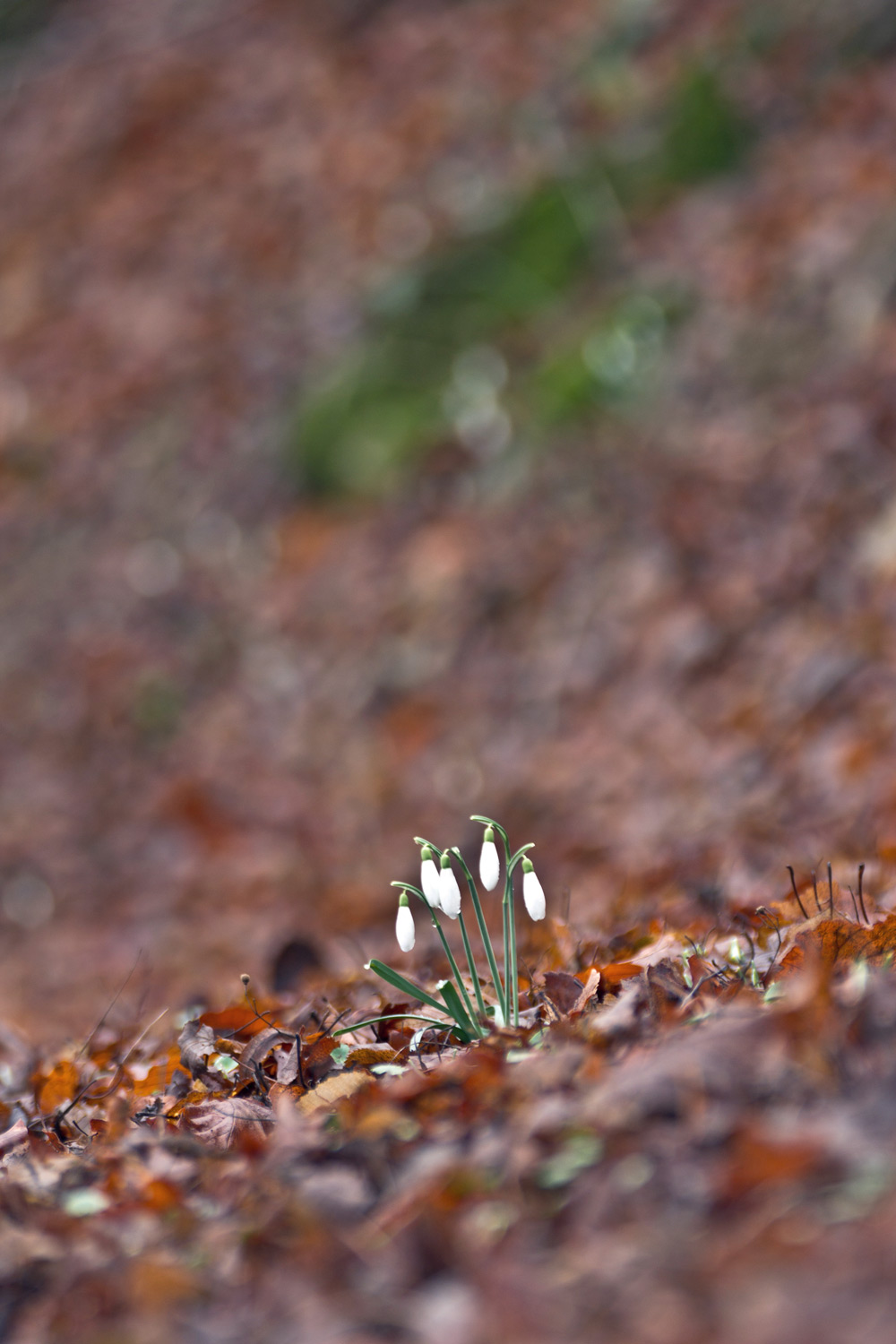 Galanthus nivalis  / Bucaneve